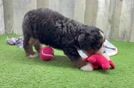 Meet Demi - our Mini Bernedoodle Puppy Video