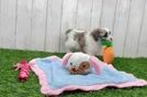 Meet Bean - our Havanese Puppy Video  - Florida Fur Babies Best Havanese Baby