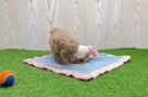 Maltipoo Pup Being Cute