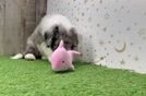 Popular Mini Sheepadoodle Poodle Mix Pup