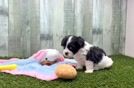 Meet Declan - our Teddy Bear Puppy Video