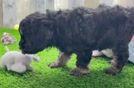 Cockapoo Puppy for Adoption