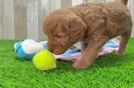 Fluffy Mini Goldendoodle Poodle Mix Pup