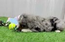 Fluffy Mini Bernedoodle Poodle Mix Pup