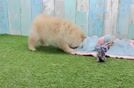 Best Pomeranian Baby