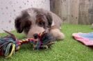 Funny Mini Bernedoodle Poodle Mix Pup