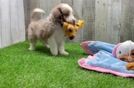 Meet Griffy - our Mini Aussiedoodle Puppy Video