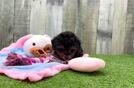 Meet Navi - our Poodle Puppy Video