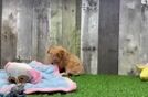 Happy Poochon Baby