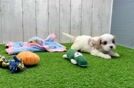 Cavapoo Puppy for Adoption