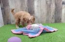 Hypoallergenic Mini Goldiepoo Poodle Mix Puppy