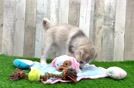 Cute Husky Poo Poodle Mix Puppy
