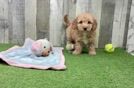 Best Mini Goldendoodle Baby