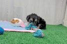 Maltipoo Puppy for Adoption