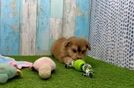 Cute Mini Pomskydoodle Baby