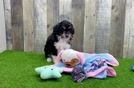 Meet Homage - our Mini Aussiedoodle Puppy Video