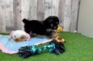 Meet Alya - our Mini Aussiedoodle Puppy Video