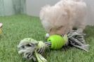Maltipoo Pup Being Cute