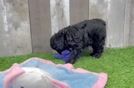 Smart Cavapoo Poodle Mix Pup