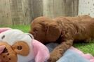 Best Cavapoo Baby