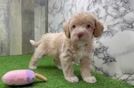 Fluffy Mini Labradoodle Poodle Mix Pup