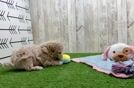Poochon Pup Being Cute