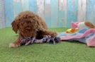 Best Cavapoo Baby