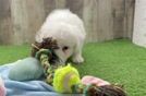 Mini Sheepadoodle Puppy for Adoption
