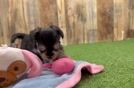 Morkie Pup Being Cute