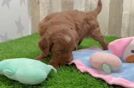 Best Mini Goldendoodle Baby