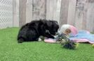 Mini Aussiedoodle Pup Being Cute