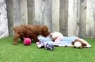 Little Poodle Baby