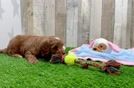 Small Mini Goldendoodle Baby
