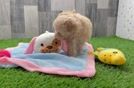 Maltipoo Puppy for Adoption