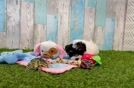 Meet Carolina - our Havapoo Puppy Video