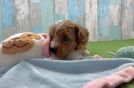 Cavapoo Puppy for Adoption