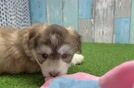 Mini Huskydoodle Puppy for Adoption