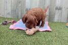 Sweet Cavapoo Baby