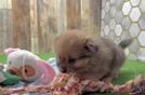 Hypoallergenic Pomeranian Baby