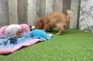 Adorable Golden Retriever Poodle Mix Poodle Mix Puppy