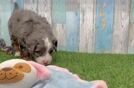 Adorable Mini Bernesedoodle Poodle Mix Puppy