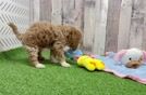 Best Maltipoo Baby