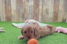 Cute Cavapoo Baby