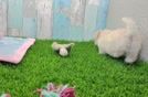 Funny Maltipoo Poodle Mix Pup