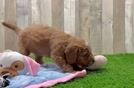 Mini Goldendoodle Pup Being Cute