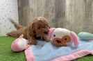 Cavapoo Puppy for Adoption