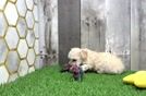 Smart Poochon Poodle Mix Pup