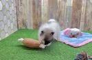 Playful Pomeranian Purebred Pup
