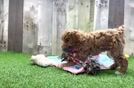 Maltipoo Puppy for Adoption