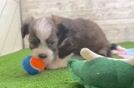 Saussie Puppy for Adoption